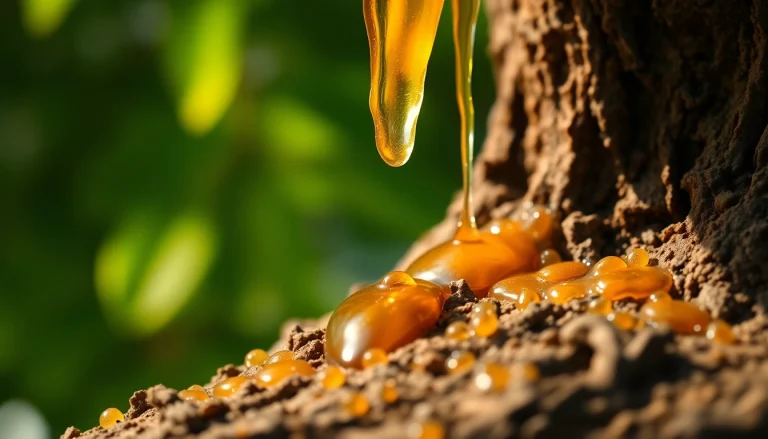Découvrez la résine de Benjoin, présentée dans un environnement naturel chaleureux.